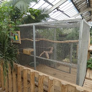 Green-winged macaw indoor aviary