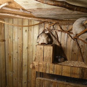 Two-toed sloth and Geoffrey's marmoset enclosure