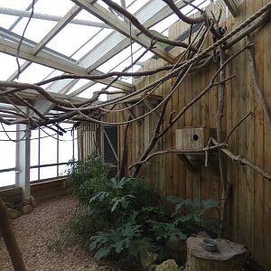 Two-toed sloth and Geoffrey's marmoset enclosure