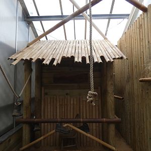 Red ruffed lemur indoor enclosure