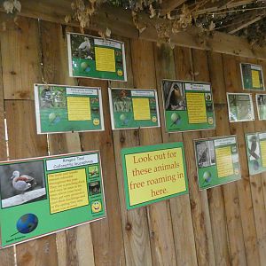 Free-flying bird species within the tropical house