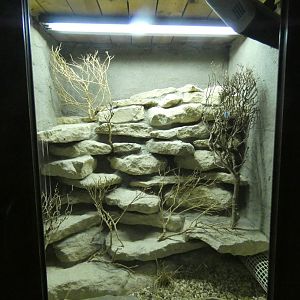 Blue spiny lizard enclosure