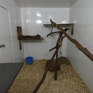 Ring-tailed lemur indoor enclosure