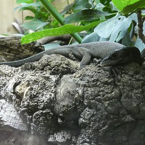 Black tree monitor