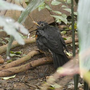Black-breasted thrush