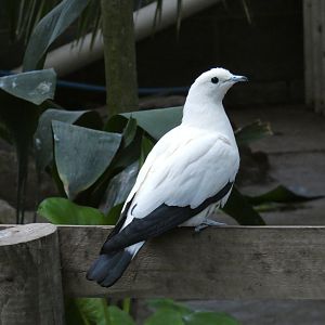 Pied imperial pigeon