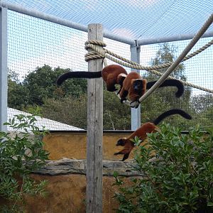 Red-ruffed lemurs
