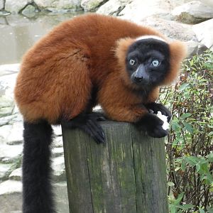 Red-ruffed lemur