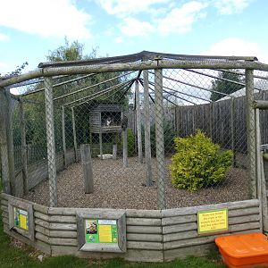 Chilean blue eagle and Steppe eagle enclosure