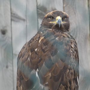 Steppe eagle
