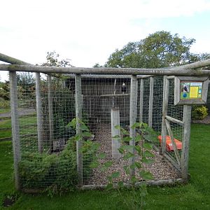 Crested caracara aviary