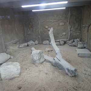 Meerkat and African spurred tortoise indoor enclosure