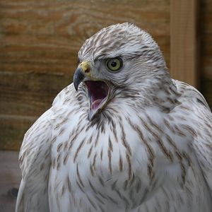 Northern goshawk