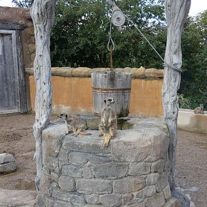 Meerkats on a well