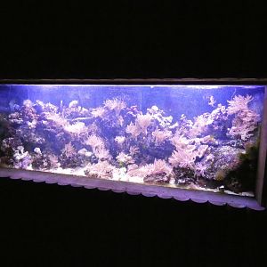 Fish tank in the entrance to the Endeavour Tropical House