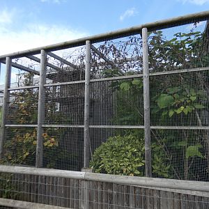 Pied tamarin outdoor enclosure