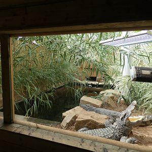 Siamese crocodile enclosure