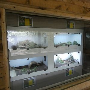 Reptile and tarantula displays in Endeavour Tropical House