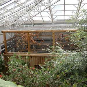 Pied tamarin indoor enclosure