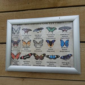 Butterfly species in Endeavour Tropical House
