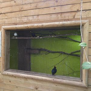 Greater hill mynah, Rothschild's mynah and Crested wood pigeon aviary