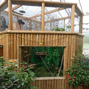 Red titi monkey indoor enclosure