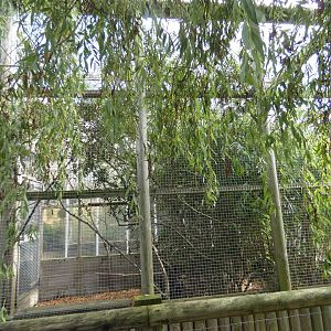 Red titi monkey outdoor enclosure