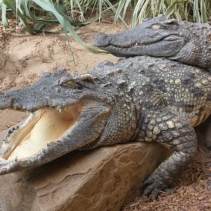 Siamese crocodile