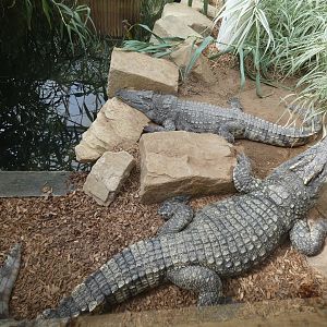 Siamese crocodiles