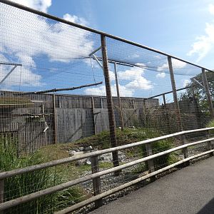 Steller's sea eagle aviary