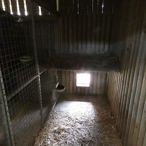 Siberean lynx indoor enclosure