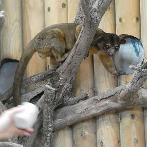 Kinkajou