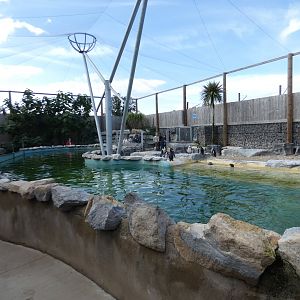 Humboldt's penguin and Inca tern aviary