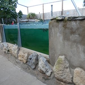 Penguin underwater viewing