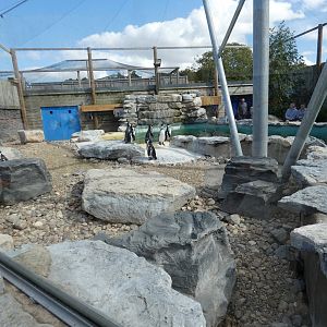 Humboldt's penguin and Inca tern aviary