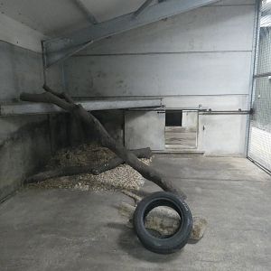 Tiger indoor enclosure