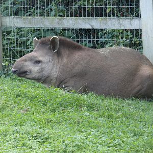 Brazilian tapir
