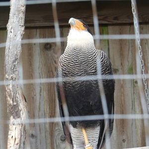 Crested caracara