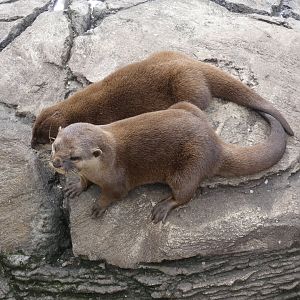 Asian short-clawed otter