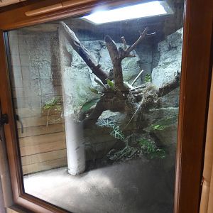 Cone-headed lizard and dart frog enclosure