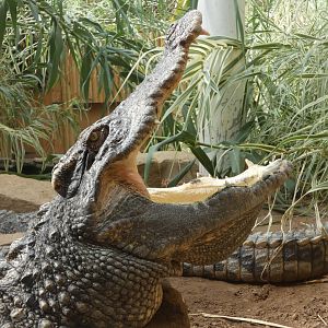 Siamese crocodile