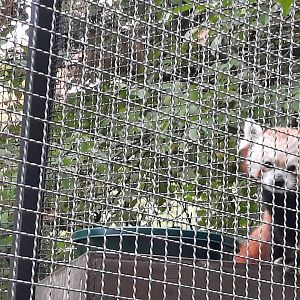 Ruskin the Elderly Red Panda