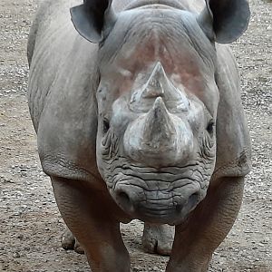 Black Rhino Up Close