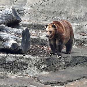 Grizzly Bear In Old Grotto