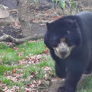 Andean (Spectacled) Bear