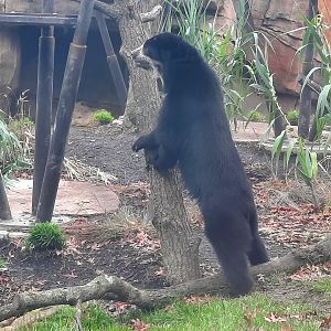 Andean (Spectacled) Bear Standing