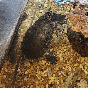 Turtle ID - River Cooter?