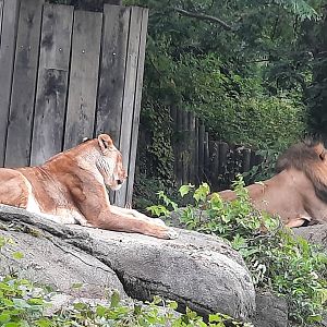 African Lions
