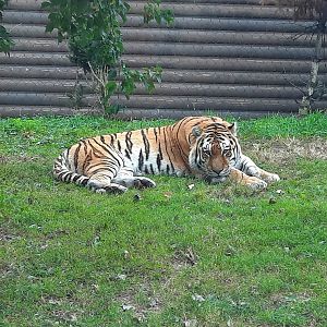 Amur Tiger