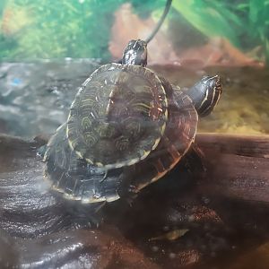 Bottom Turtle ID - Shell Factory Nature Park